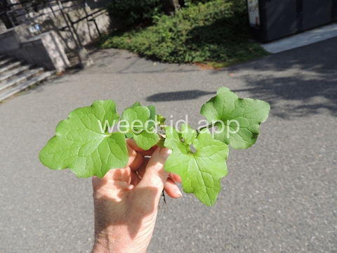 lettuce, wall